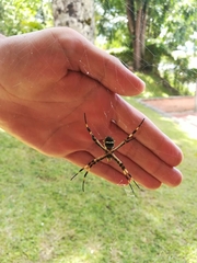 Argiope argentata
