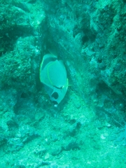 Johnrandallia nigrirostris