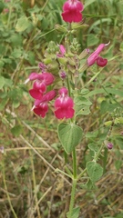 Salvia lemmonii