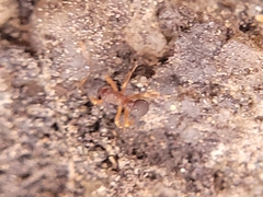 Cyphomyrmex rimosus