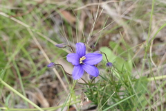 Cheiranthera linearis