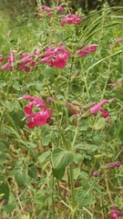 Salvia lemmonii