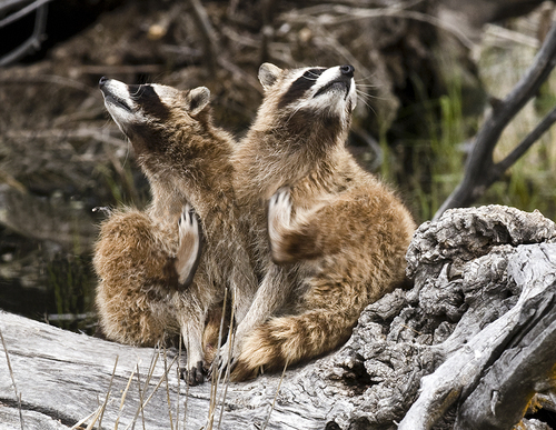 Common Raccoon photographed in Oregon