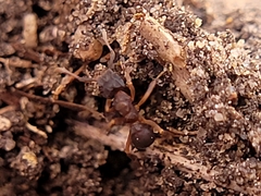 Cyphomyrmex rimosus