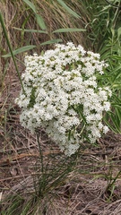 Stevia serrata