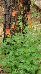 Aquilegia desertorum