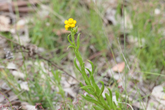 Chrysocephalum semipapposum