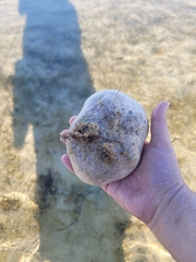 Clypeaster rosaceus