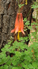 Aquilegia desertorum