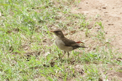 Turdus leucomelas