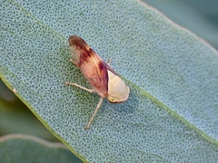 Brunotartessus fulvus