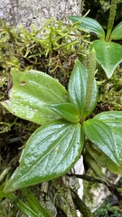Peperomia sanjoseana