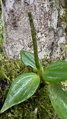 Peperomia sanjoseana