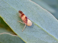 Brunotartessus fulvus