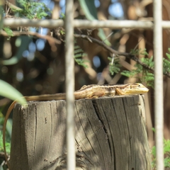 Liolaemus chiliensis