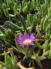 Carpobrotus chilensis