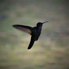 Eugenes fulgens