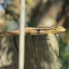 Liolaemus chiliensis