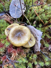Hygrophorus boyeri