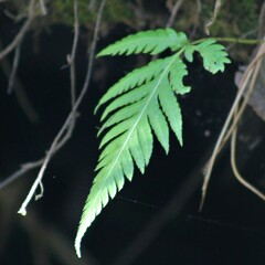 Woodwardia prolifera