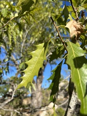 Quercus albocincta