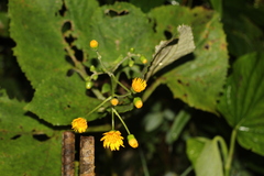 Munnozia