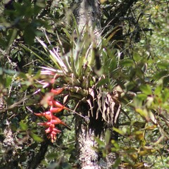 Tillandsia violacea