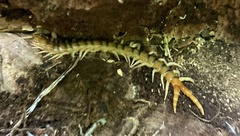 Ethmostigmus rubripes