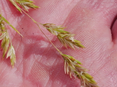 Poa cita