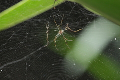 Trichonephila clavipes
