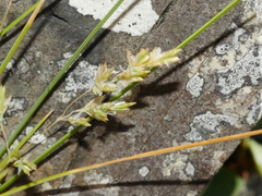 Poa cita