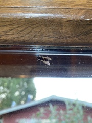 Syrphus octomaculatus