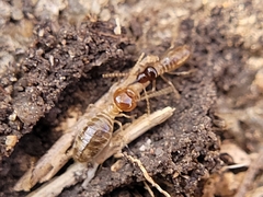 Tenuirostritermes