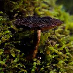 Cortinarius ursus