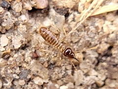 Tenuirostritermes