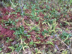 Lycopodiella appressa