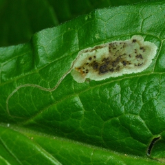 Calycomyza cynoglossi