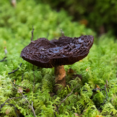 Cortinarius ursus