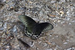 Papilio forbesi