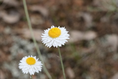 Leucochrysum albicans