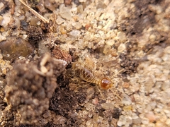 Tenuirostritermes