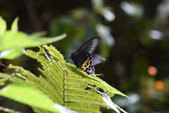 Papilio forbesi