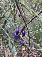 Dianella tasmanica