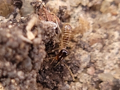 Tenuirostritermes