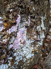 Punctularia atropurpurascens