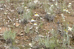 Leucochrysum albicans