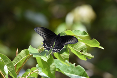 Papilio forbesi