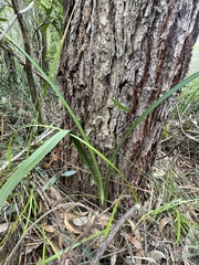 Dianella tasmanica
