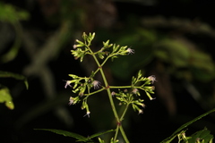 Chromolaena columbiana