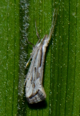 Plutella porrectella